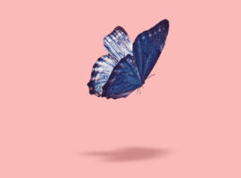 vlinderbeeld (deelneming)_website 1